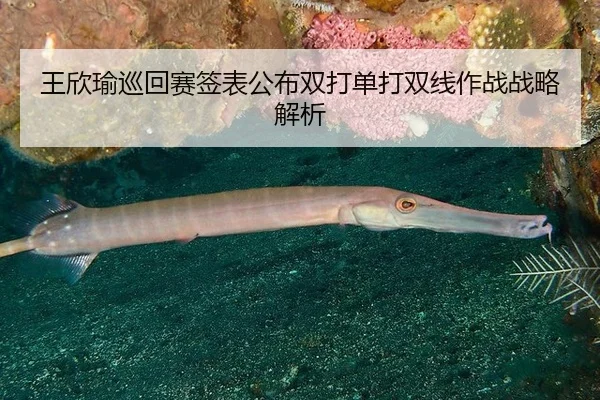 王欣瑜巡回赛签表公布双打单打双线作战战略解析